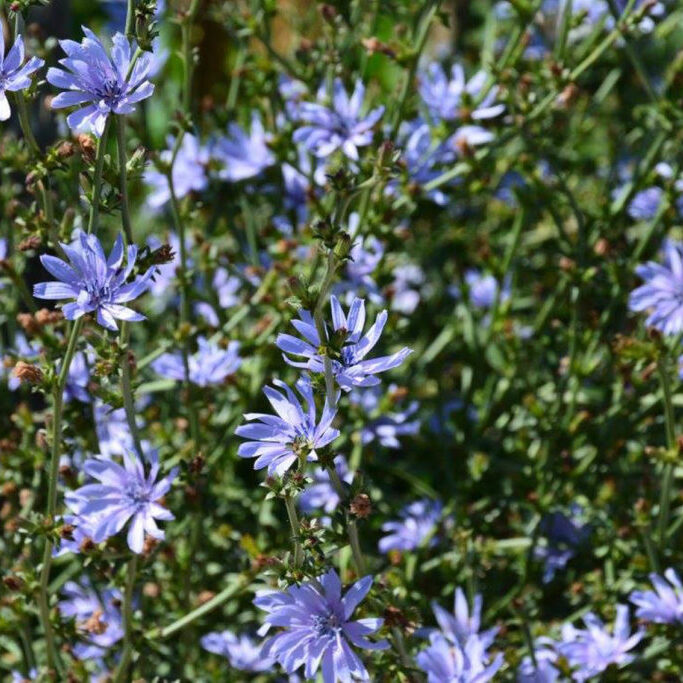 Passeggiate naturalistiche Monte Stella (13)