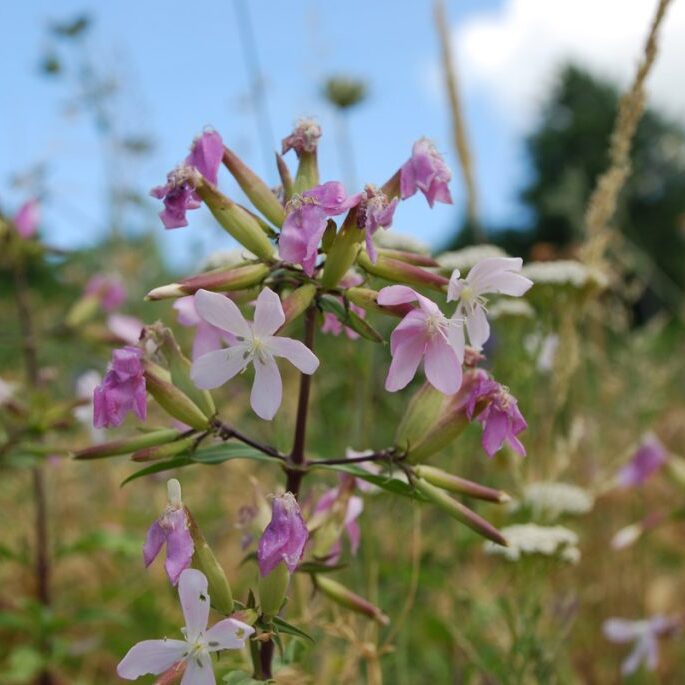 Saponaria